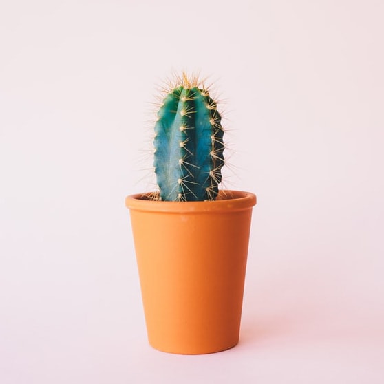 Cactus Image for Example